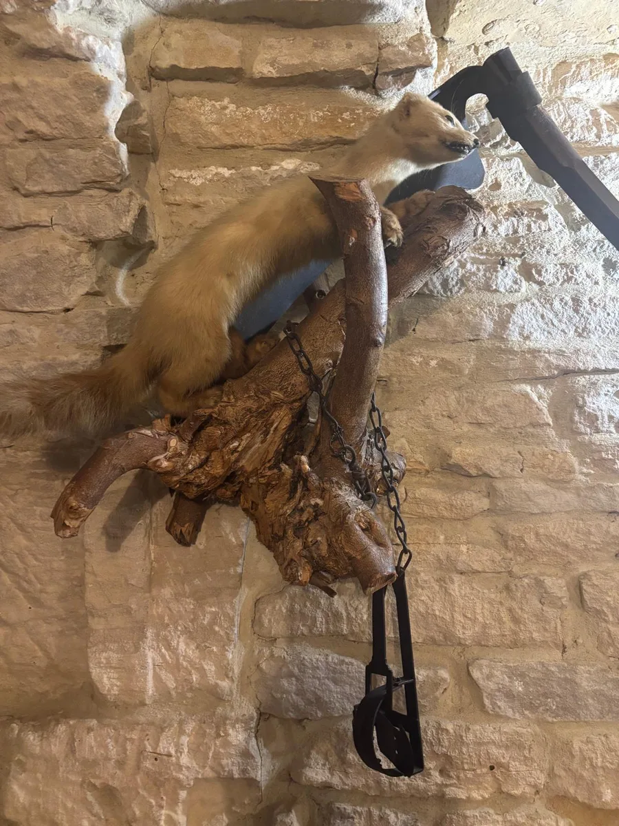 A stuffed pine marten with an old trap mounted on the stone wall