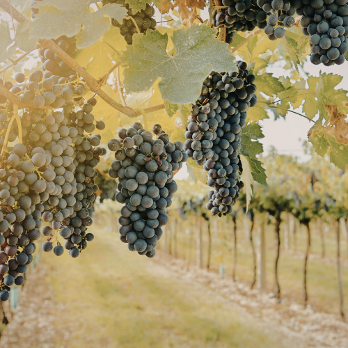 Loire Valley wine estates Sancerre Vouvray Chinon