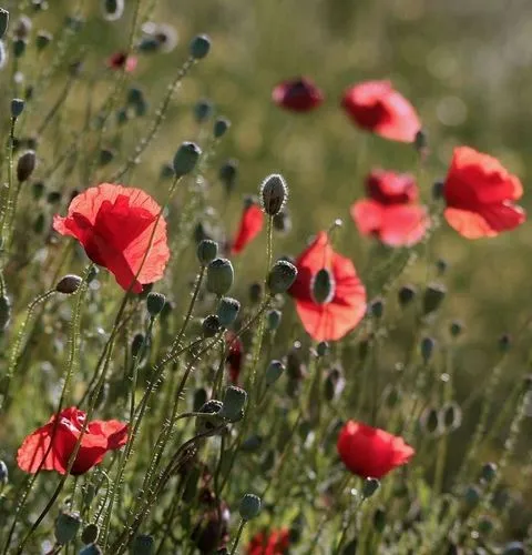 Poppies in Normandy fields